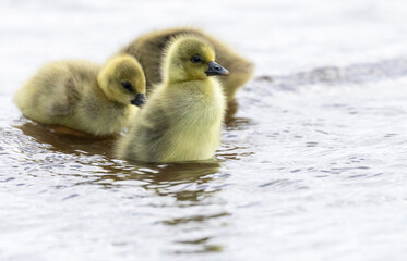 fluffy baby geese on the river, xar&aacute; river, &THORN;ingvellir  (Thingvellir) National Park, Iceland