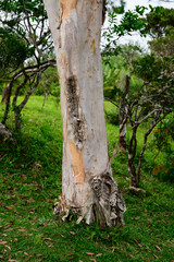 Eucalyptus Tree with Shed Bark in Alexandra Falls, Mauritius