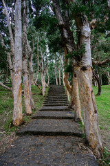 Path to Alexandra Falls with Stairs Lined with Eucalyptus or Paper Trees in Mauritius