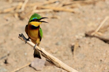 Bee-Eater