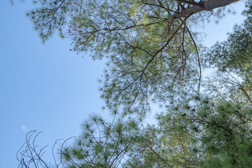 Pine Trees Against Blue Sky.  A low angle view of pine trees with lush green foliage against a bright blue sky.