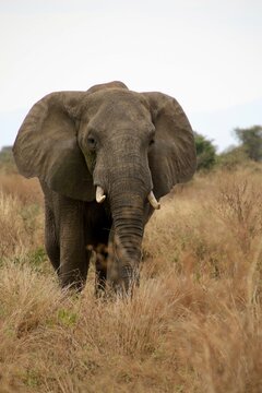 elefant