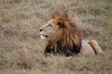 Löwen im Ngongoro Nationalreservat