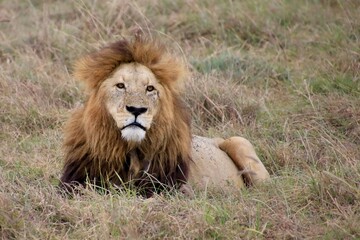 Löwen im Ngongoro Nationalreservat