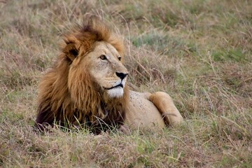 Löwen im Ngongoro Nationalreservat