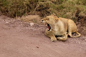Löwen im Ngongoro Nationalreservat