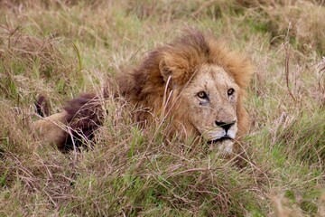 Löwen im Ngongoro Nationalreservat
