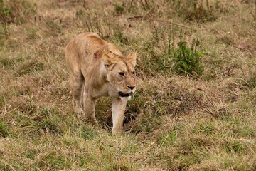 Löwen im Ngongoro Nationalreservat