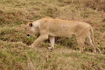 Löwen im Ngongoro Nationalreservat