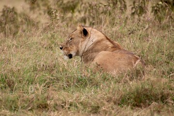 Löwen im Ngongoro Nationalreservat