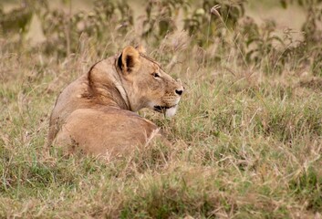 Löwen im Ngongoro Nationalreservat