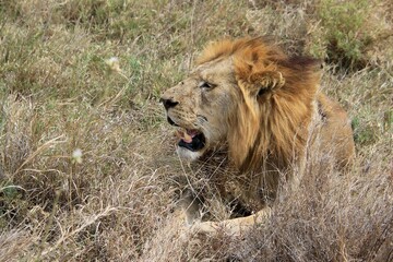 Impressionen von Löwen