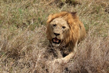 Impressionen von Löwen