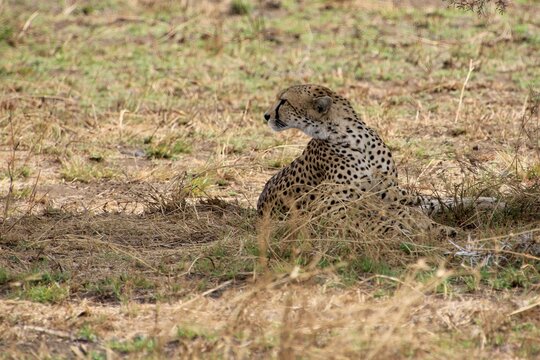 Gepard