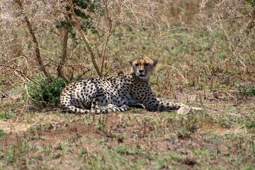 Gepard auf der Lauer  © Bärbel