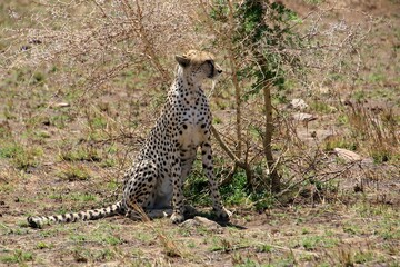 Gepard auf der Lauer zum jagen © Bärbel
