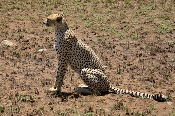 Gepard auf der Lauer zum jagen © Bärbel