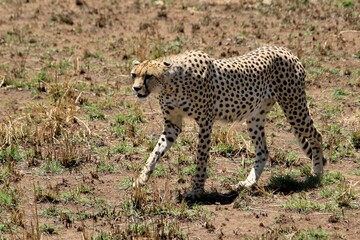 Gepard auf der Lauer zum jagen © Bärbel