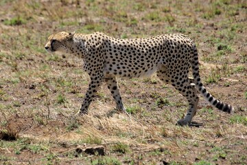 Gepard auf der Lauer zum jagen © Bärbel