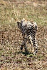 Gepard auf der Lauer zum jagen