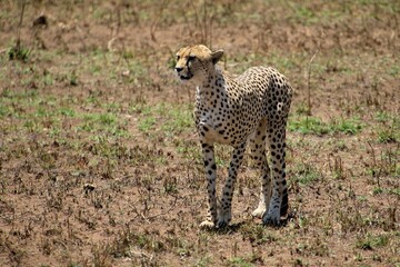 Gepard auf der Jagd