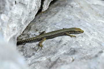 Montenegro-Spitzkopfeidechse, Prokletije-Gebirgseidechse // Prokletije rock lizard (Dinarolacerta montenegrina) - Nationalpark Prokletije, Montenegro