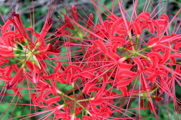花茎の先に強く反り返った鮮やかな赤い花を咲かす、彼岸花