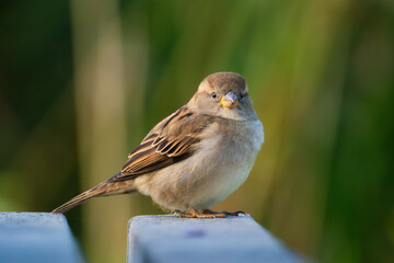 Sparrow. Bird on a branch. Blurred background. Animals in wild nature. Photo for wallpaper or background.