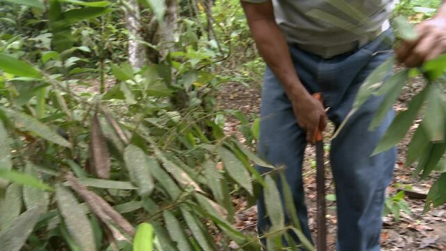 Preparation of ayahuasca or ayawaska or yage. A shaman in Ecuador uses a machete to chop Leaves of the Psychotria viridis to make a traditional South American psychoactive drink.