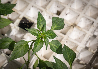 green pepper seedlings prepared for planting