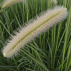 Obraz premium close up of wild pampas grass