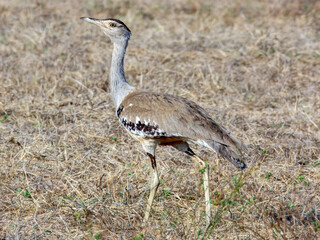 Australian Bustard - Ardeotis australis in Australia