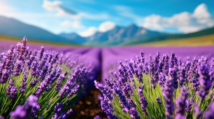 Obraz premium Expansive Lavender Fields Under Clear Blue Sky