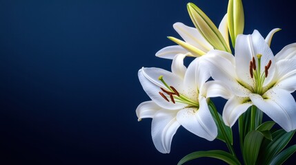 Elegant Lilies with Long Stems on Navy Background