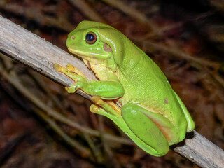 Australian Common Tree Frog in Australia