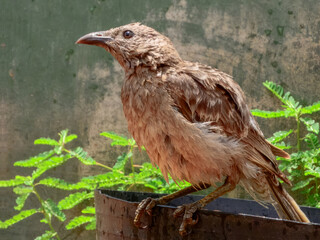 Great Bowerbird - Chlamydera nuchalis in Australia