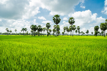 beautiful rice field and blue sky