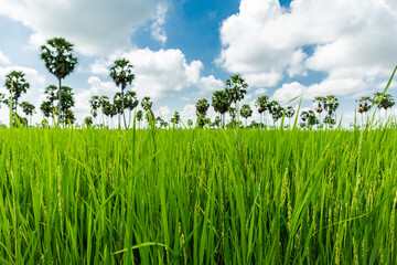 fresh green rice close up 