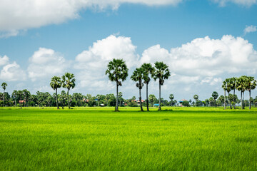 country side with green rice and sugar palm tree 