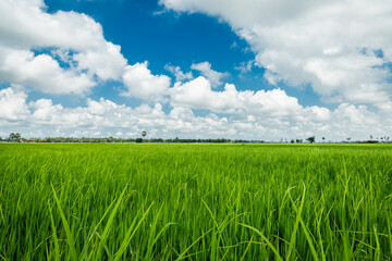 nice view rice field in countryside of cambodia