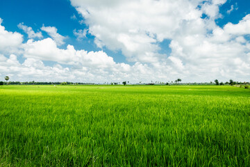 hight photo landscape of tropical green rice 