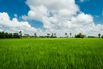  landscape of  green rice field 