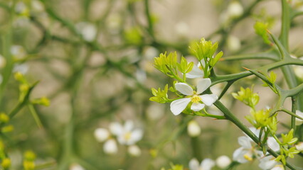 White Flower Of Citrus Trifoliata Or Japanese Bitter Orange. Close up.