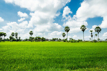 Beautiful landscape of tropical green rice  farm and sugar palm tree