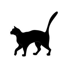 cat is black and graceful