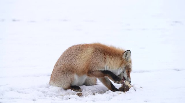 キツネ