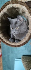 Gray cat in a cat house
