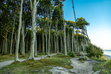 Unterwegs am Ostsee Strand von Nienhagen am mystischen Gespensterwald - Mecklenburg Vorpommern -...