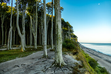 Unterwegs am Ostsee Strand von Nienhagen am mystischen Gespensterwald - Mecklenburg Vorpommern -...