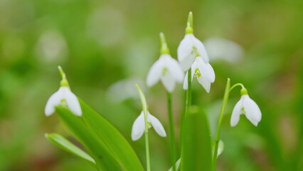 Blooming Snowdrops Galanthus Nivalis In A Park. Blossoms Illuminated By Sun In Blurred Background.